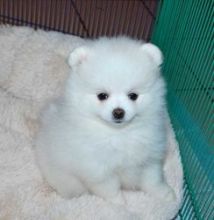 frthytj Male And Female Pomeranian puppies Available!! Image eClassifieds4U