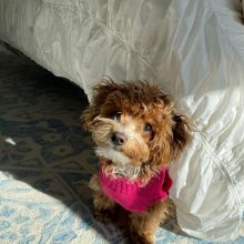 HOME-RAISED GORGEOUS MINIATURE MALTIPOO PUPPIES AVAILABLE FOR LOVING HOMES Image eClassifieds4U
