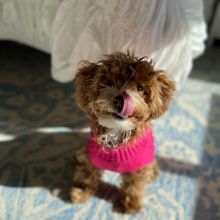 HOME-RAISED GORGEOUS MINIATURE MALTIPOO PUPPIES AVAILABLE FOR LOVING HOMES Image eClassifieds4U