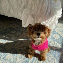 HOME-RAISED GORGEOUS MINIATURE MALTIPOO PUPPIES AVAILABLE FOR LOVING HOMES Image eClassifieds4U