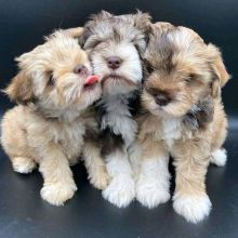 htrjy Outstanding Miniature Schnauzer Puppie Image eClassifieds4U