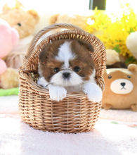 Male and female Shih tzu puppies Image eClassifieds4u 4