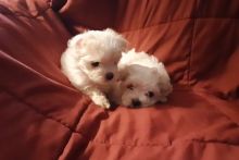 vfjk cbdfg Maltese puppies Image eClassifieds4U