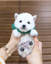 West highland terrier puppies Image eClassifieds4u 3