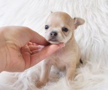 zvfddbb Lovely female & male mini chihuahua puppies. Image eClassifieds4U