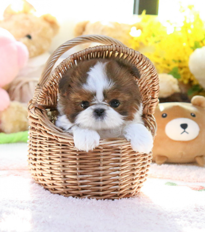 Male and female Shih tzu puppies Image eClassifieds4u