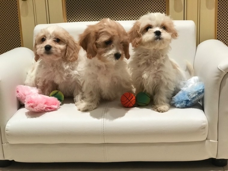 purest Cavachon puppies for sale Image eClassifieds4u