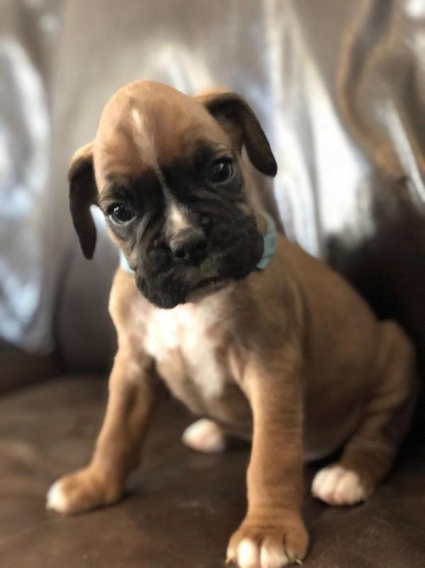 safgrrth cute Boxer puppies f Image eClassifieds4u