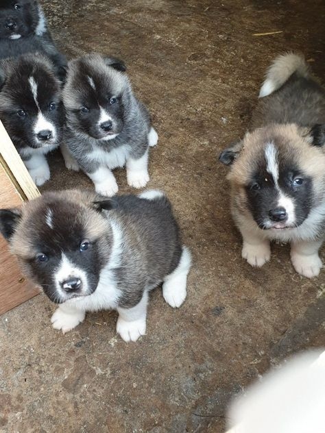 tytjy Akita Puppies Image eClassifieds4u