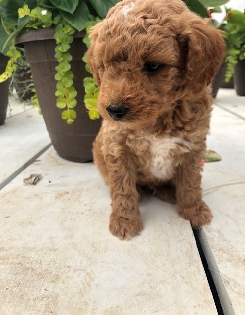 xvh Brillaint apoo puppies ready Image eClassifieds4u