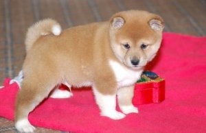 xvrg Shiba Inu Puppies Image eClassifieds4u