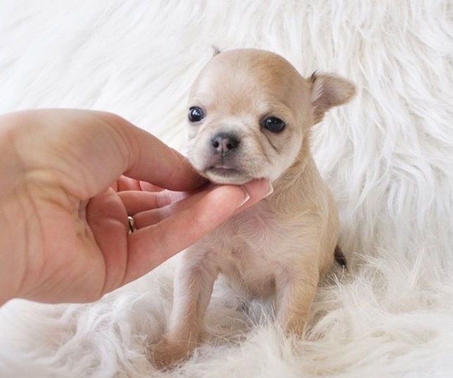 zvfddbb Lovely female & male mini chihuahua puppies. Image eClassifieds4u