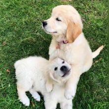 Absolutely darling Golden Retriever puppies