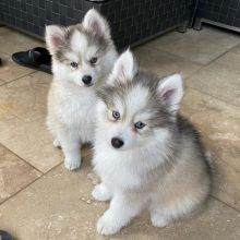 Cute Male and Female Pomsky puppies