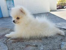 Nice Teacup Pomeranian puppies