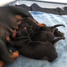 Smooth coat Dachshund Puppies available