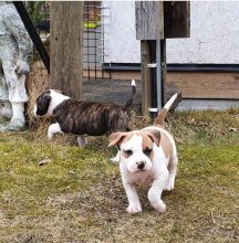 American staffordshire puppies available