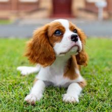 Beautiful cavalier king Charles spaniel puppies