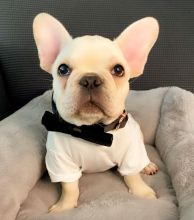 Ckc registered French Bulldog puppies
