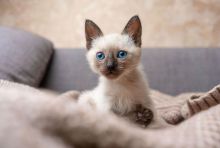 GCCF Registered Siamese Kitten for Sale