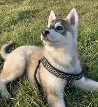 Male and female siberian husky puppies