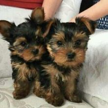 Yorkie Puppies For Re-homing