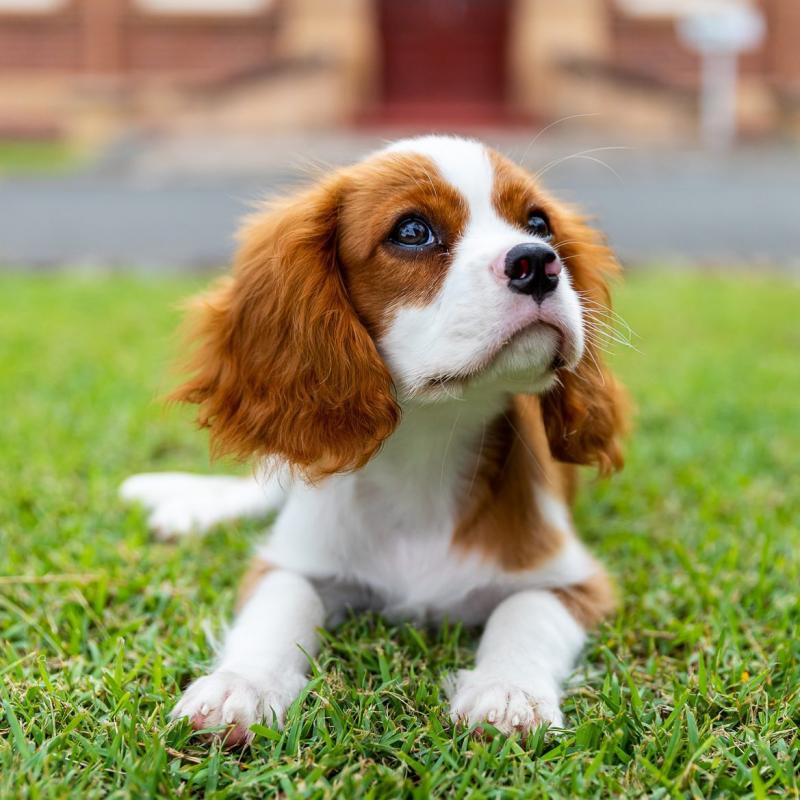 Beautiful cavalier king Charles spaniel puppies Image eClassifieds4u
