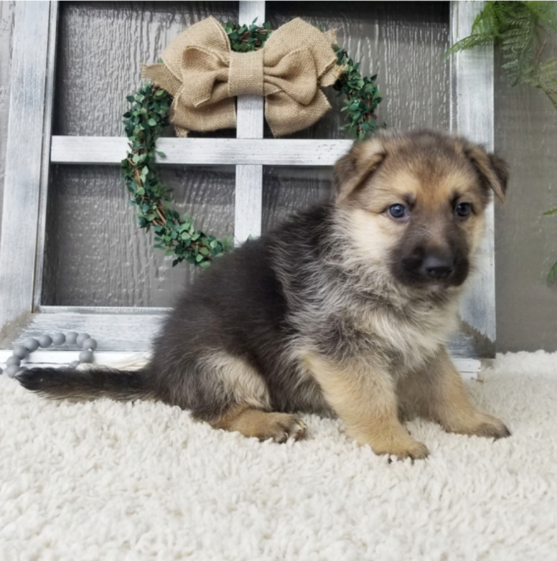 German Shepherd puppies now available Image eClassifieds4u