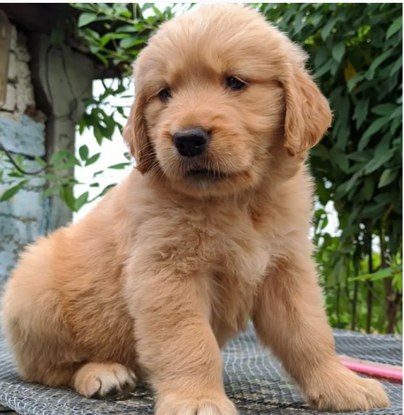 Golden Retriever puppies available Image eClassifieds4u