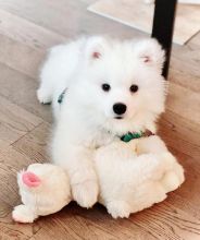 Adorable male and female Samoyed puppies. Image eClassifieds4u 2