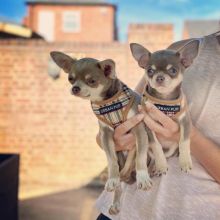 Chihuahua~ 1st and 2nd Shots Completed Image eClassifieds4u 2