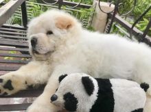 Cute Chow Chow Puppies Available Image eClassifieds4u 3