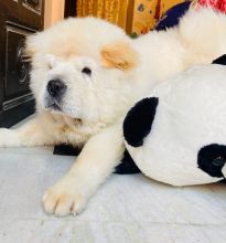 Amazing Amazing Chow Chow Puppies Available Puppies Available Image eClassifieds4u 3
