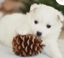 American Eskimo Dog puppies Image eClassifieds4u 1