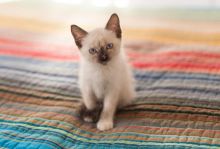 Beautiful Tica Siamese Kittens Image eClassifieds4u 2