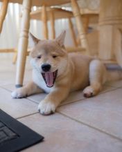 Fantastic Litter of Shiba Inu puppies Image eClassifieds4u 2