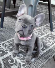 French Bulldog puppies, updated on vaccines,potty trained and socialized. Image eClassifieds4U
