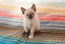 GCCF Registered Siamese Kitten for Sale Image eClassifieds4u 2