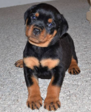 Rotweiler puppies available for sale Image eClassifieds4u 2