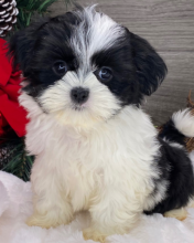 Shih Tzu PUPPIES AVAILABLE Image eClassifieds4u 2