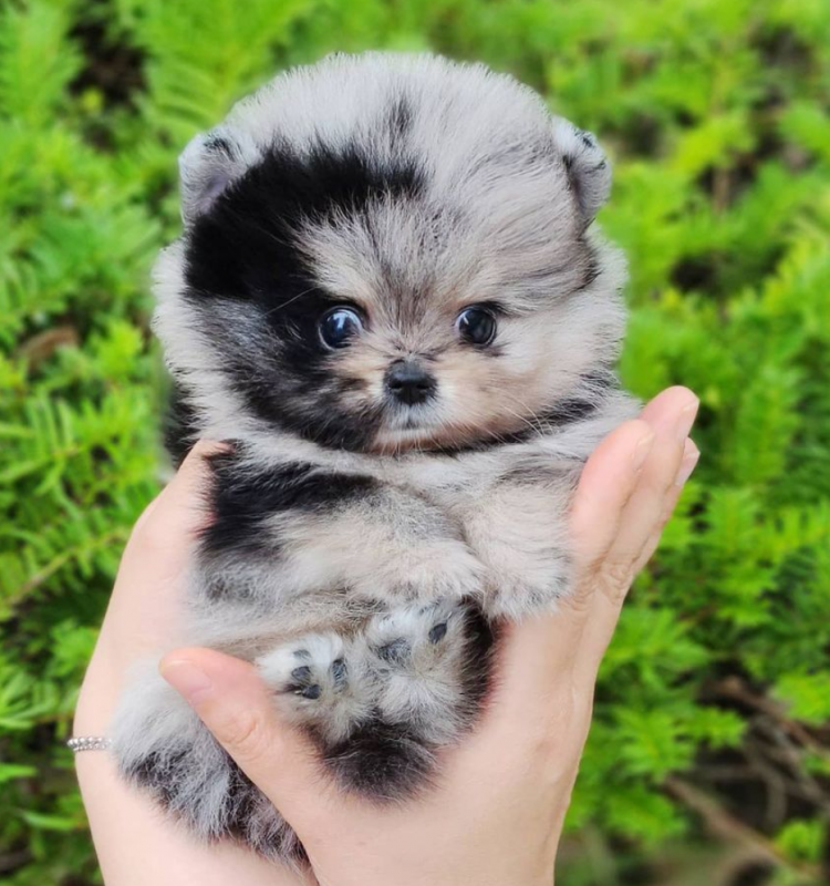 Pomeranian puppies available Image eClassifieds4u