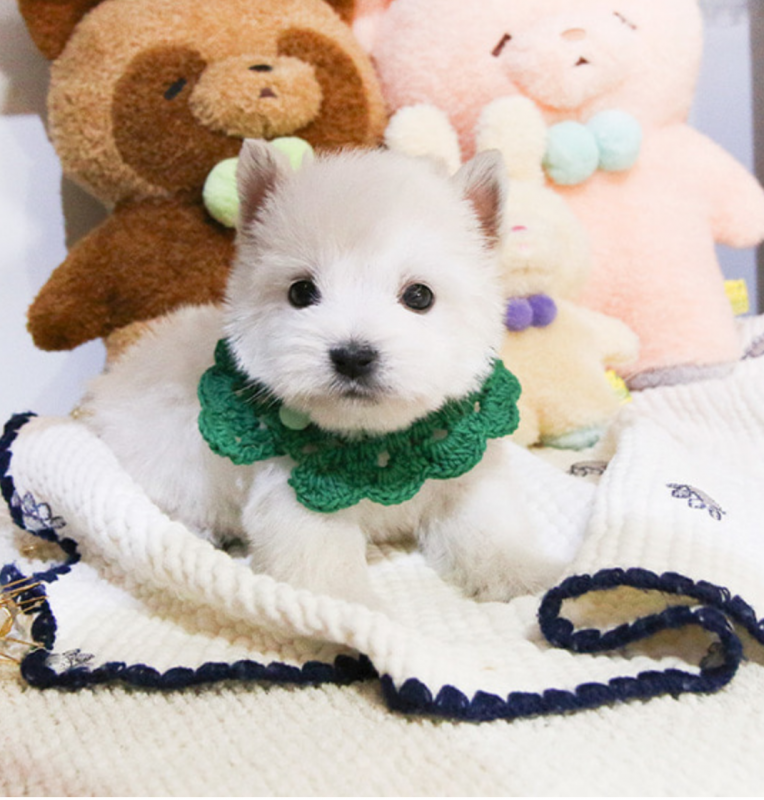 West highland terrier puppies available Image eClassifieds4u