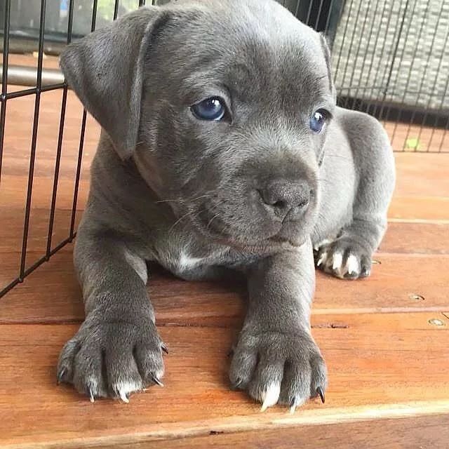Lovely Cute Blue Nose Pit bull Puppies For Adoption Image eClassifieds4u