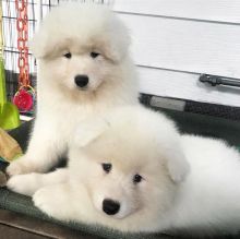 Beaultyful Samoyed puppies for rehoming