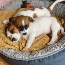 CBCA Reg'd Jack Russell Puppies