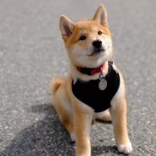 Shiba Inu Puppies