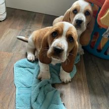 Affectionate Basset Hound Puppies For Adoption