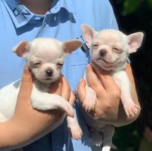 Amazing chihuahua puppies for adoption