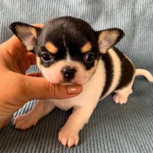 Amazing chihuahua puppies for adoption