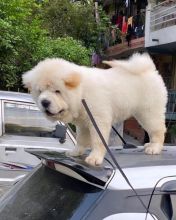 Amazing Chow Chow Puppies Available